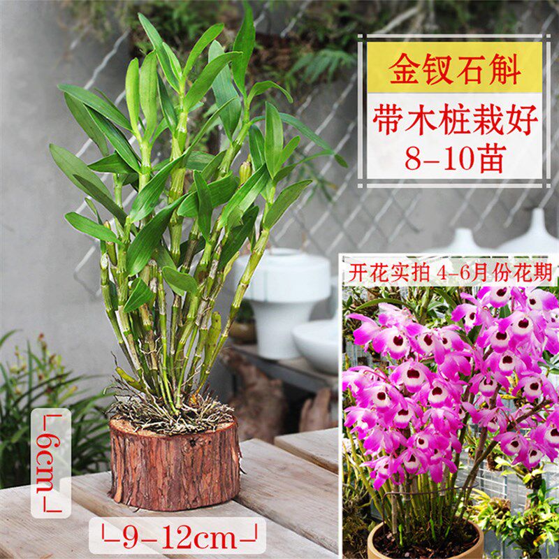 极速木桩栽好石斛盆栽铁皮鼓槌球花金钗报春玫瑰黄橙兰花苗桌面植