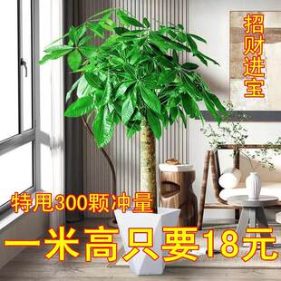 发财树大棵绿叶植物适合客厅摆放的绿植家养旺宅家里盆栽高端盆景