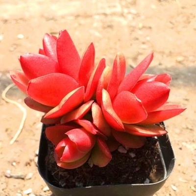 极速迷你玫瑰火祭小老桩多肉植物稀有品种罕见红色多肉盆栽绿植花
