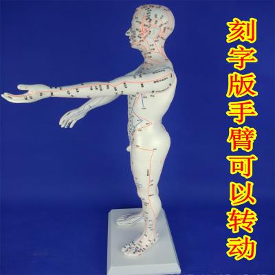 超清晰铜人针灸穴位人体模型男女刻字中医教学用针灸经络练习模具