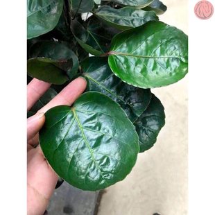 Bonsai plants indoor four seasons evergreen real flower pl