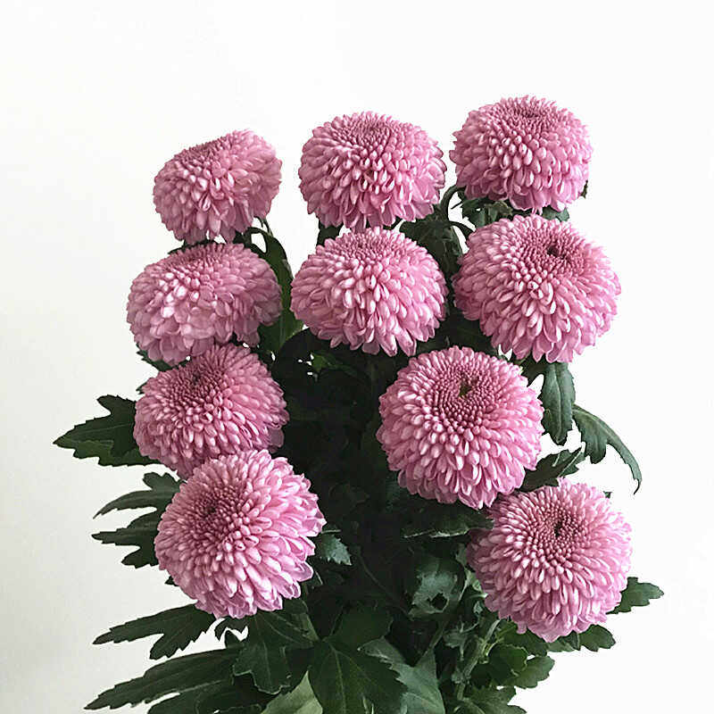 云南昆明新鲜乒乓菊鲜切花家用水养送朋友diy插花