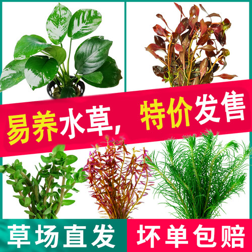 鱼缸活体水草增氧蜈蚣草小水榕沉木生态造景套餐火山石阴性真植物