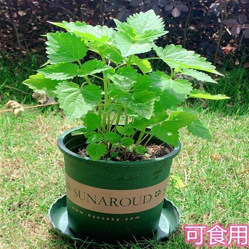 速发藿香苗盆栽可食用香叶植物庭院台可种植鱼香草香菜植物包 - 封面