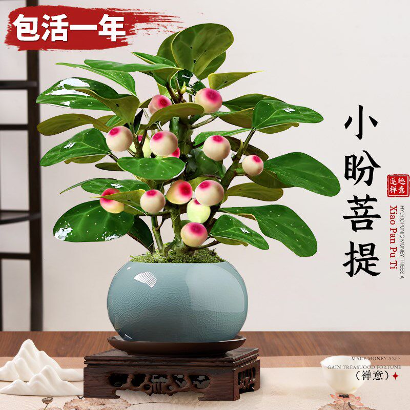 速发内提树盆景小盼菩提盆栽中式禅意小盆栽室菩观果绿植创意盆微