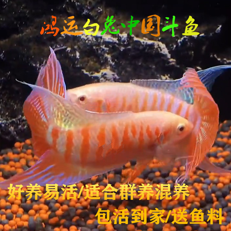 中国斗鱼鸿运白兔淡水冷水活体活鱼