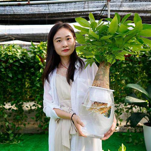 现货速发百薇绿植纯水培发财树室内盆栽植物好养净化空气
