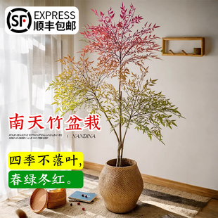 速发火焰南天竹盆栽观内客厅绿植花卉耐寒耐外室热庭院室叶蓝天竹