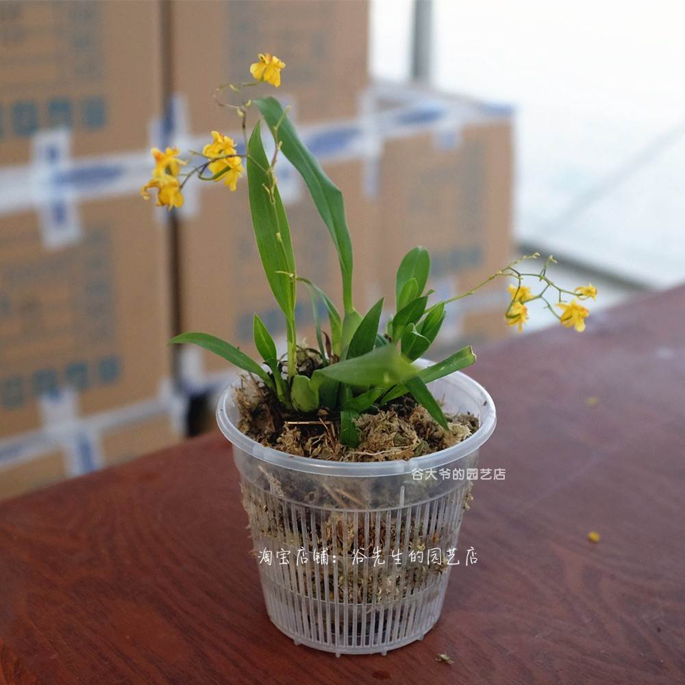 速发蝴蝶兰专用花盆 铁皮石斛苗文心兰透气多肉盆 大号透明塑料控