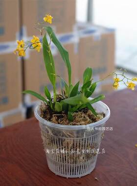速发蝴蝶兰专用花盆 铁皮石斛苗文心兰透气多肉盆 大号透明塑料控