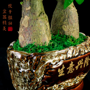 现货速发发财树组合盆景室内客厅绿植办公室招财树四季常青开业乔