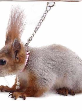 极速松鼠绳仓鼠可调10魔王训练猪兔子松鼠项圈松果超铜铃大眼咖卡