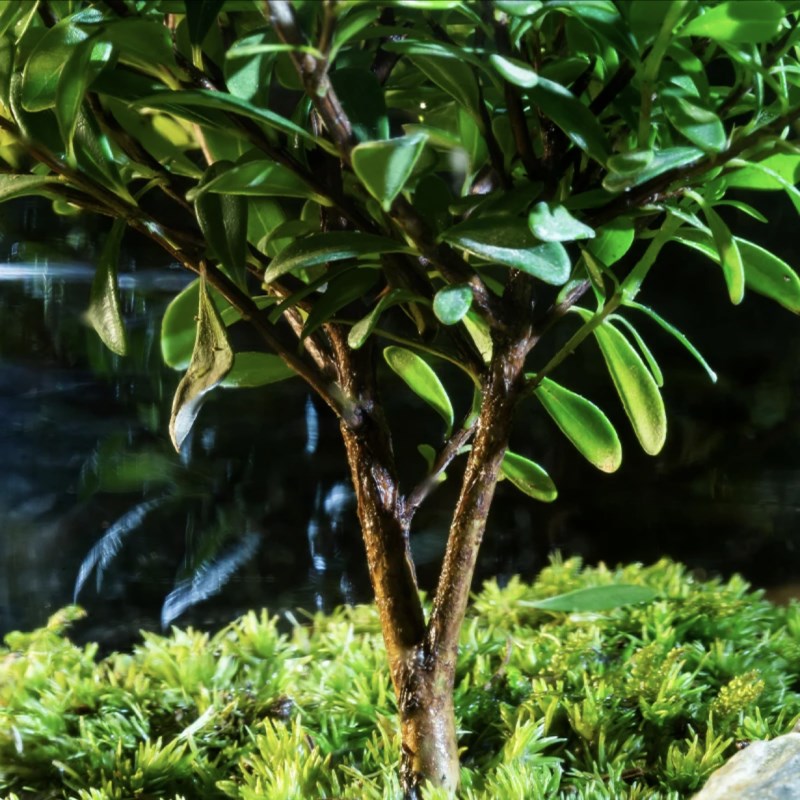 生命之树赤楠夜灯微景观办公室桌面生态免打理微生态绿植玻璃瓶造