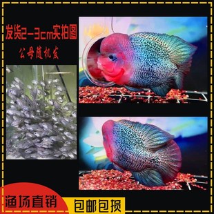 罗汉鱼鱼苗起头压成火凤红马骝招财热带鱼德萨观赏鱼好养金花珍珠