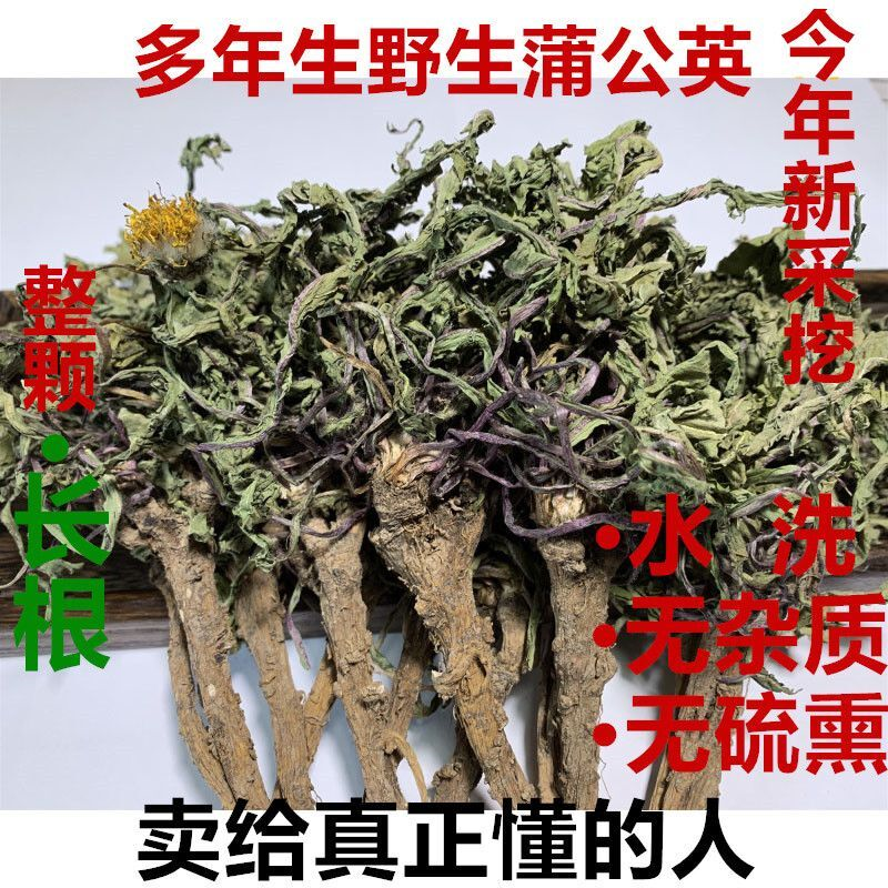 野生蒲公英茶新货原生态蒲公英整棵带根新鲜晒干婆婆丁泡水