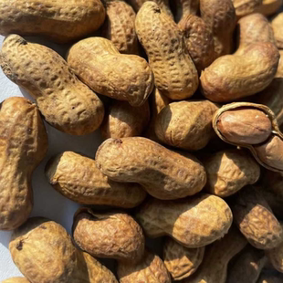 黑娃核桃味奶油味蒜香味花生水煮带壳焦糖石头花生坚果炒货批发