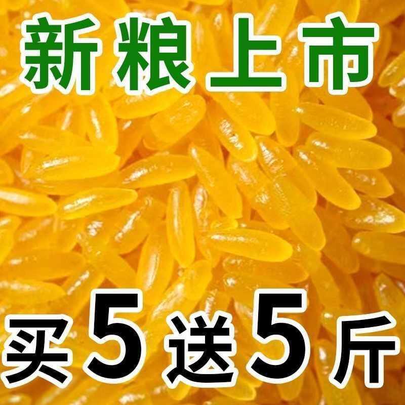 正宗东北黄金米新米正宗黄金大米伴侣五谷杂粮特产黄色的大米