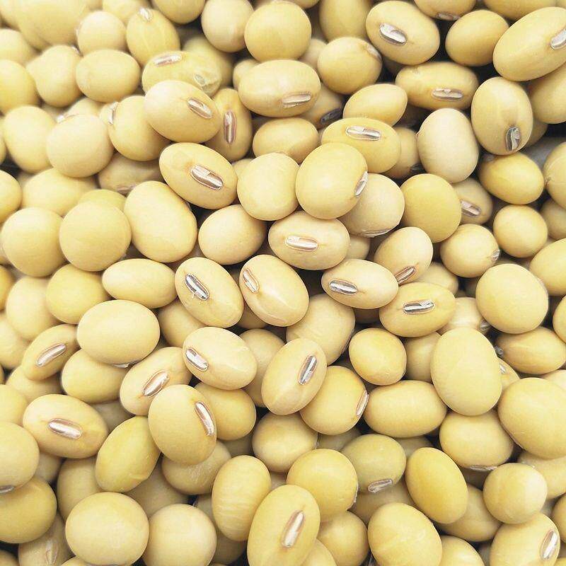 农家自产大黄豆1-5斤五谷杂粮豆浆豆芽非转基因批发豆子批发黄豆