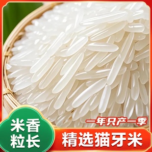 长粒大米香米新米籼米猫牙米丝苗米大米软糯现发现磨米好吃