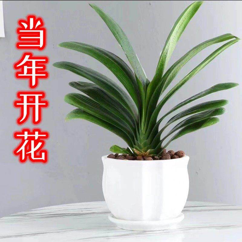 极速适合客厅摆放的花高端君子兰盆栽桌面绿植水培家庭花卉植物好