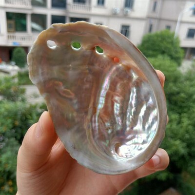 极速Natural Abalone Shells Seashells Home Aquarium Landscape
