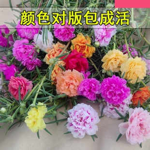 I太阳花苗重瓣大花枝条适合阳台种的植物好看又好养院子里户外绿