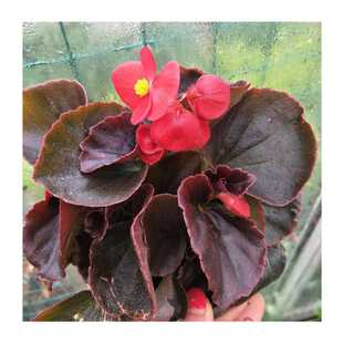 海棠花盆栽花苗四季海棠丽格海棠花绿植花卉室外庭院种植