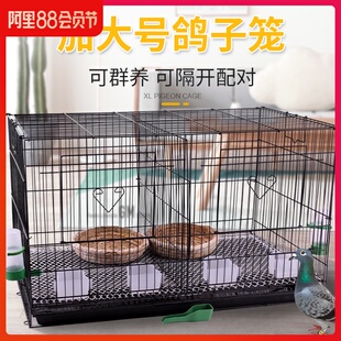 速发鸽子巢子家用鸽笼白鸽养殖配对铁笼笼箱号鸽繁殖芦丁鸡笼大种