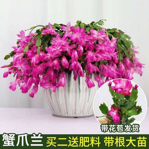 速发嫁接养爪兰花苗蟹爪莲带室卉多色盆栽绿植物花内花四季好蟹台