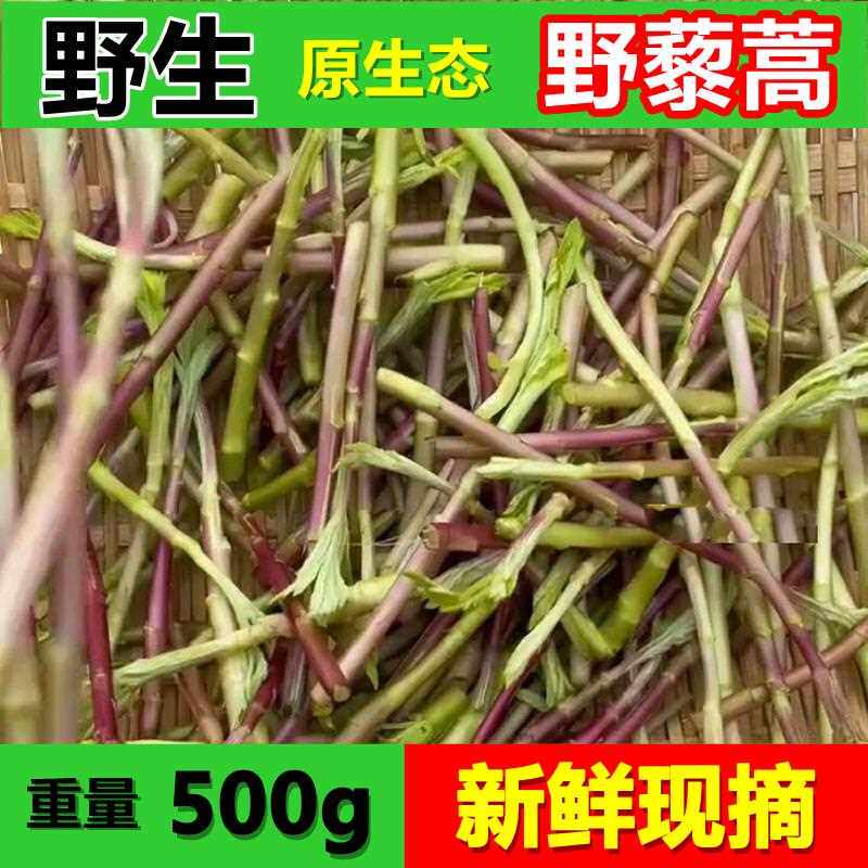 野生藜蒿当季芦蒿新鲜黎蒿现摘蔬菜野菜藜蒿鲜嫩泥蒿蓠蒿时令