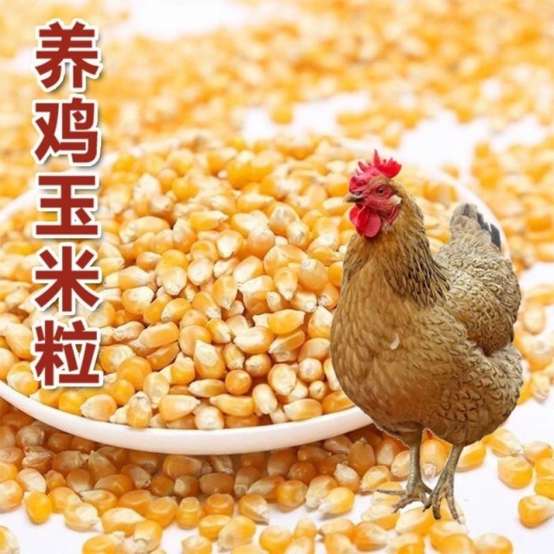 速发玉米粒喂鸡可批农家干饲料鸭干喂鸽子饲大粒猪鹅料速卖通厂家