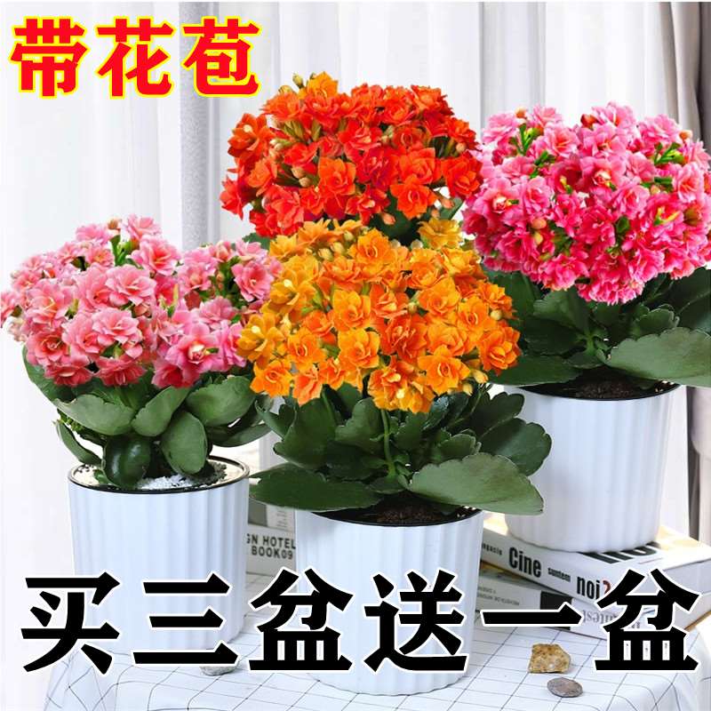 速发长寿花盆栽季瓣大花带苞花花苗四重室内开花好养的花卉植物
