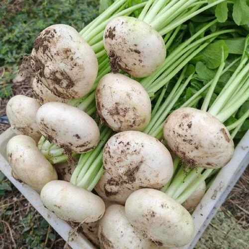 江西吉安永丰特产农家种植新鲜扁罗卜现摘盘菜白圆罗卜当季蔬菜