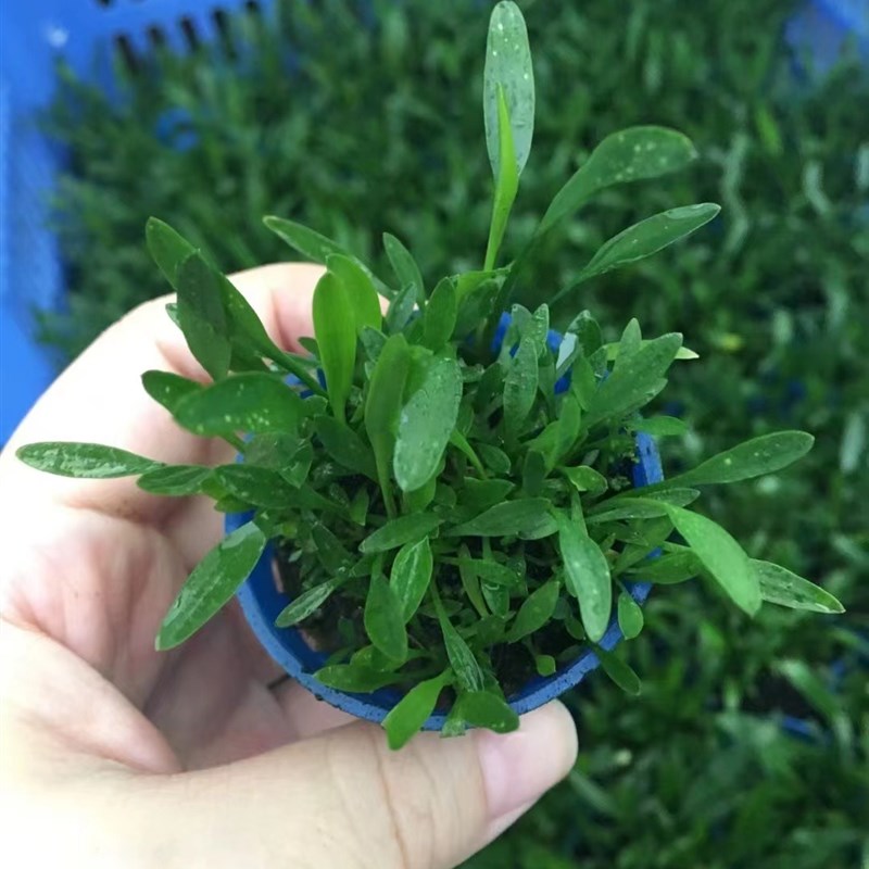 迷你椒草杯装泰国青椒皇冠草鱼缸造景前中景水草增氧阴性淡水植物