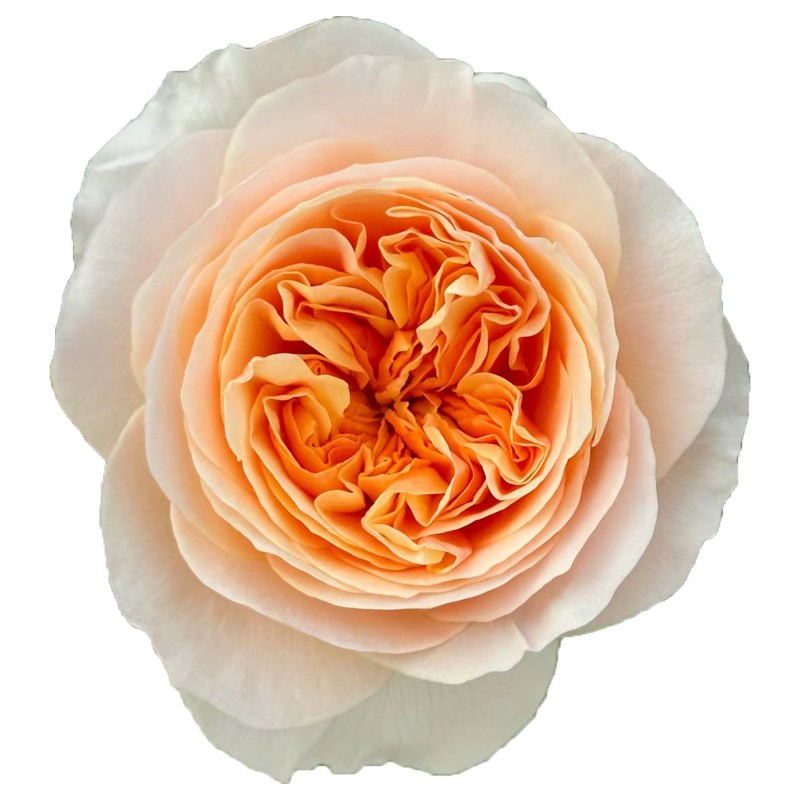 涵仙藤本月季花大苗盆栽四季开正红花阳台庭院围墙爬藤蔷薇花爬墙