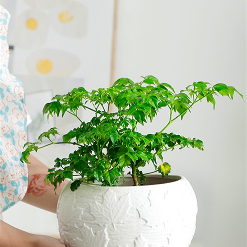 白色陶瓷花盆轻奢创意桌面北欧铜钱草绿萝正方形大中小无孔水培