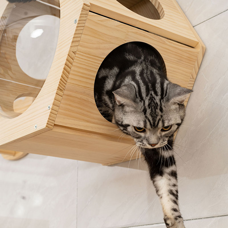 实木挂墙上猫爬架猫墙壁式跳台太空舱猫窝猫屋猫趴架猫别墅壁挂式图片