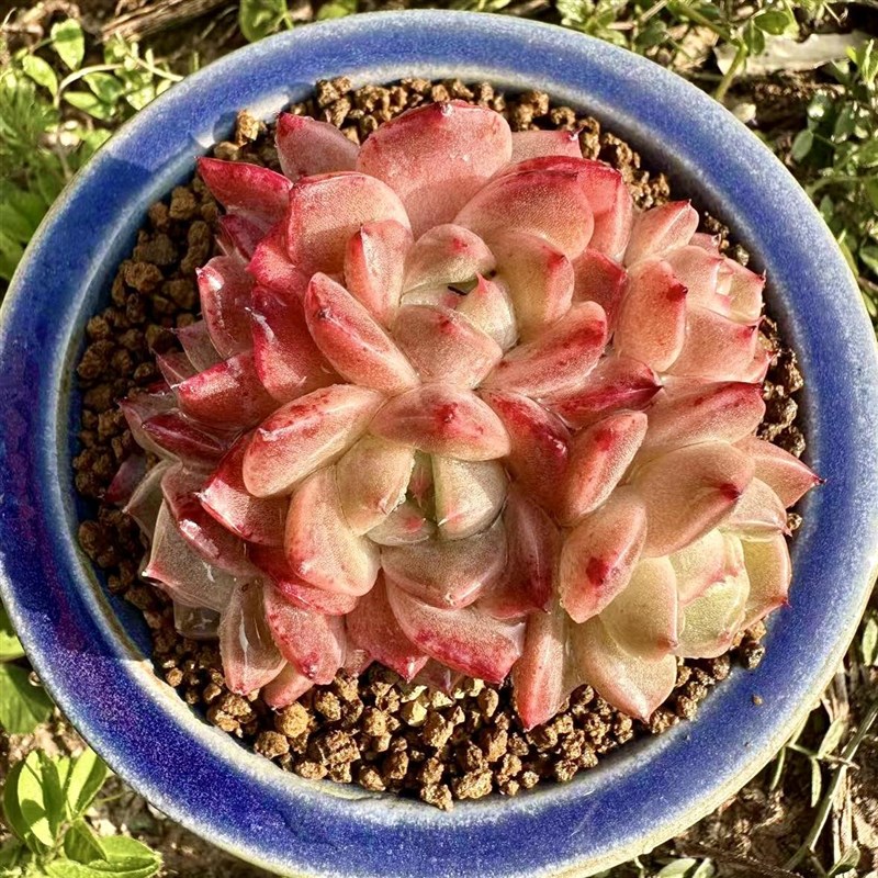 慢悠花房梦幻西施精品多肉办公室阳台绿植园艺盆栽花卉庭