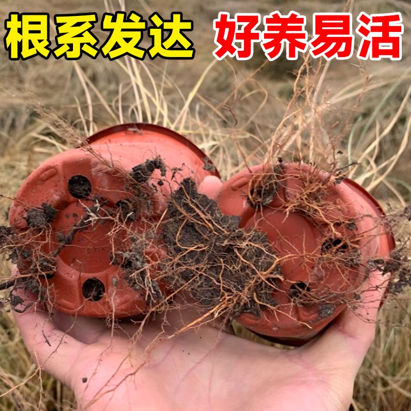 棕红苔草金叶石菖蒲盆栽庭院阳台室内外四季好养易活花镜绿植植物