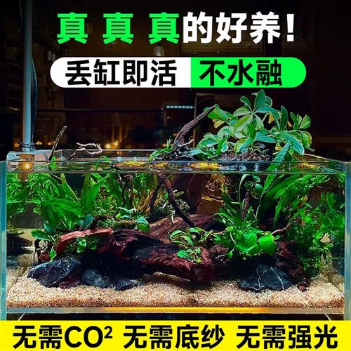 沉木水榕水草水培植物和鱼共养鱼缸造景沉木带水溶定植大水榕阴性