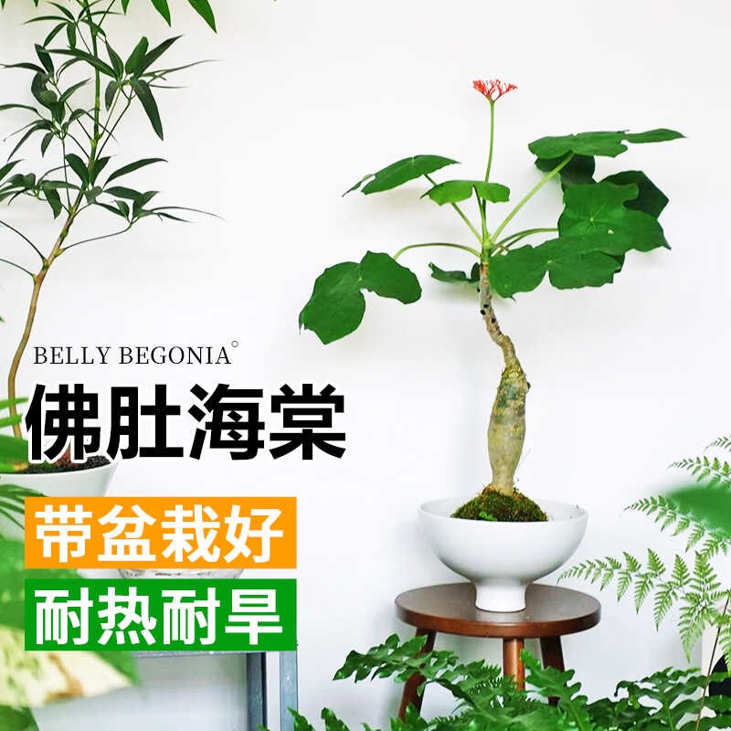 佛肚海棠盆栽老桩室内懒人花卉绿植桌面耐热耐旱观叶植物四季开花