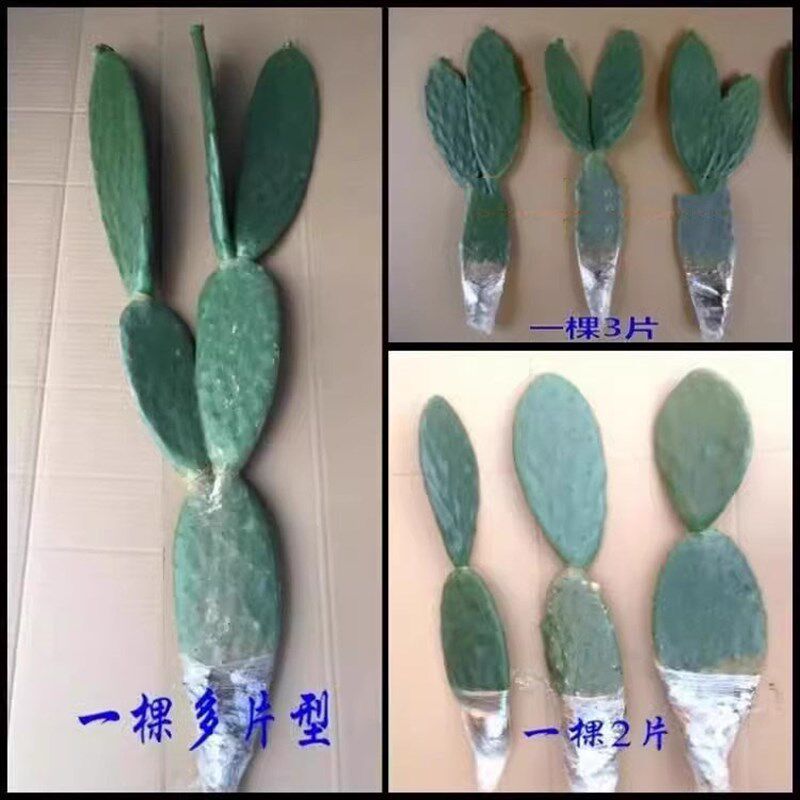 厚片米邦塔食用仙人掌 美容仙人掌盆栽外敷药用仙人掌种植内服