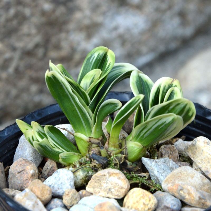 高品质矮种金边叶艺兰花玲珑冠不带花苞室内绿植盆栽观花植物室内