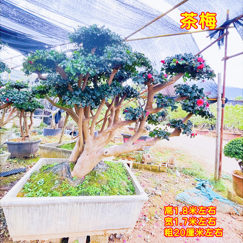 好货老桩茶梅盆景地景树四季常青净化空气阳台庭院别墅绿化罗汉松