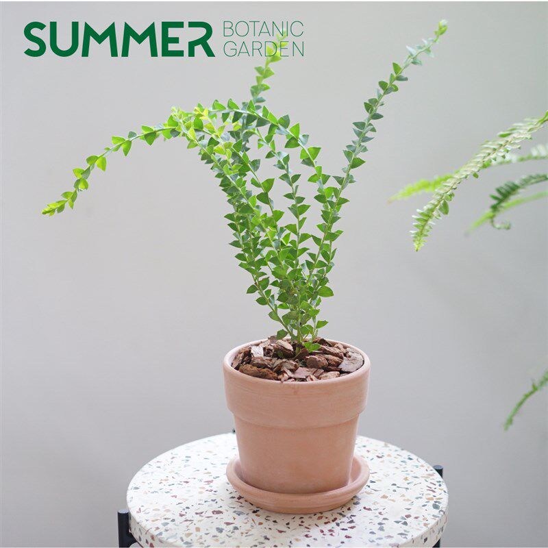 极速三角尤加利 金合欢 观叶植物 盆栽 绿植阳台露台 院子花园韩
