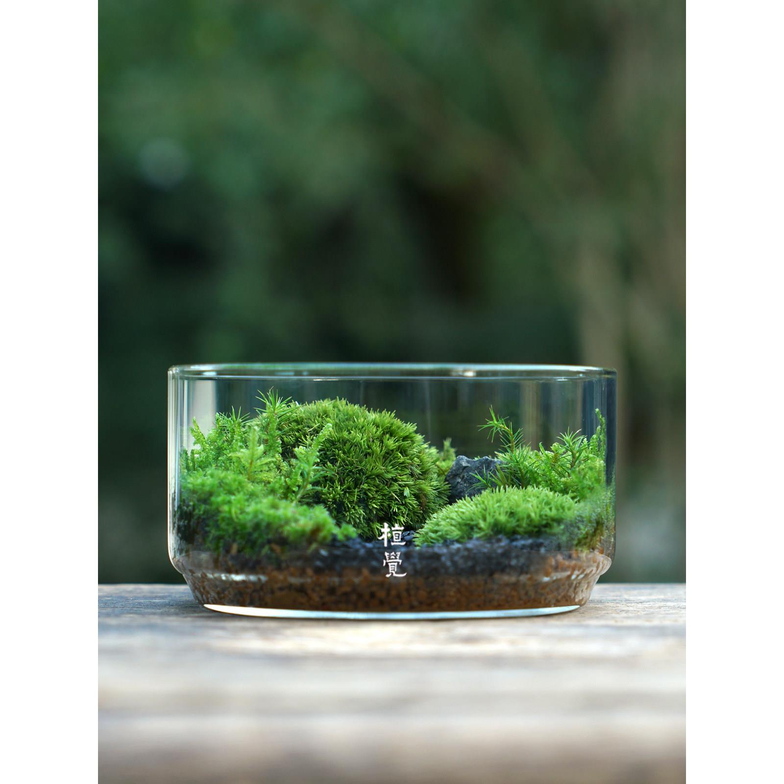 植觉 | 圆 顺丰发货 | 苔藓微景观创意盆景桌面装饰植物青苔鲜活