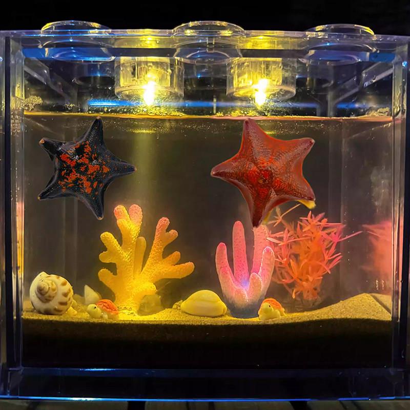 宠物活海星饲养套装儿童科学小实验小学生海洋生物标本桌面生态缸