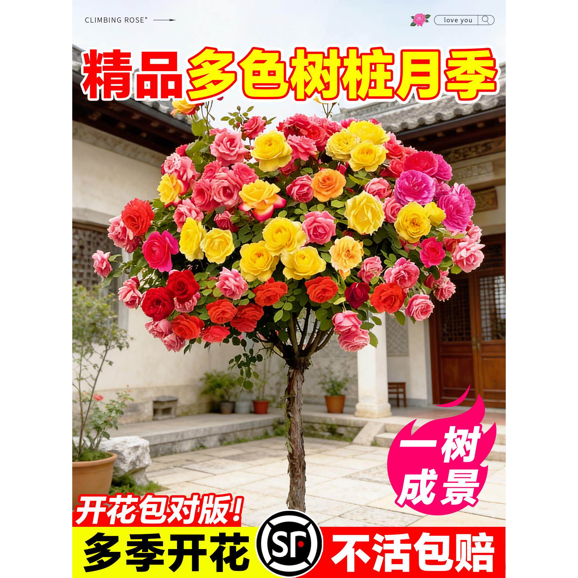 树桩月季特大花庭院植物嫁接花苗树状棒棒糖月季树苗盆栽玫瑰花卉