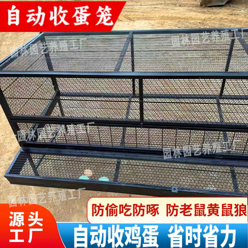 养殖笼户外母鸡下蛋笼自动收蛋储蛋笼防啄蛋鸡专用防黄鼠狼家禽笼