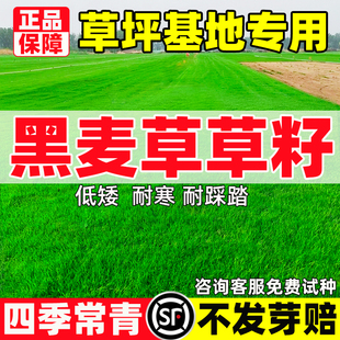 黑麦草草籽草坪种子四季常青多年生低矮耐寒庭院绿化护坡固土草种